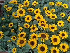 ���ݼ������ѵ_�Ա�������ѵ��/