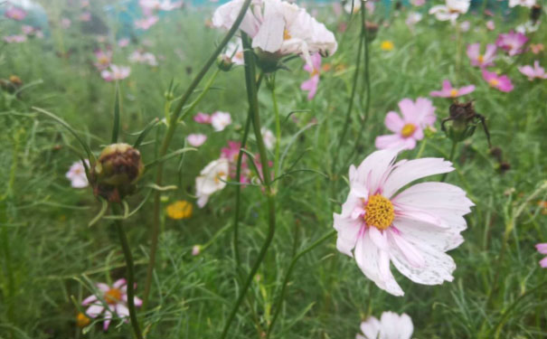 ��ɽ�Ϻ���Ӣ�������ѵ�ļҺ�_�շѼ۸�