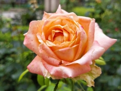 ���߻��ѧУ_��ַ_�绰/