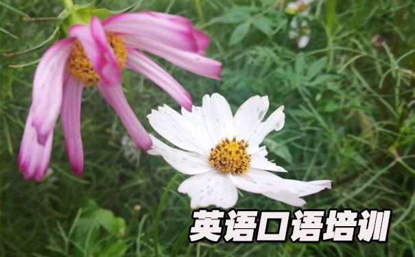 英语口语和听力- 美联英语