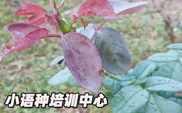 ����ŷ��С������ѵ����_�γ�ѧ�Ѻ������绰ԤԼ����