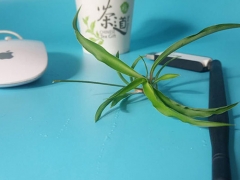 ����ѧǰ����ѵ�ļҺ�/