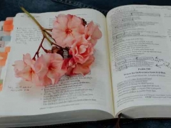 �Ͳ����Ŀ��м�ѵӪ��ַ/